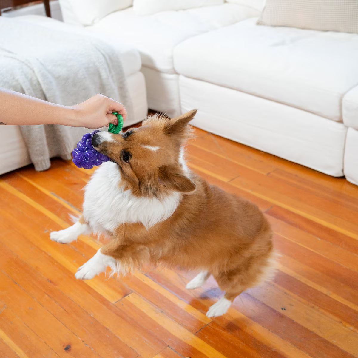 Outward Hound Dental Grapes Treat Stuffer Dental Dog Chew Toy