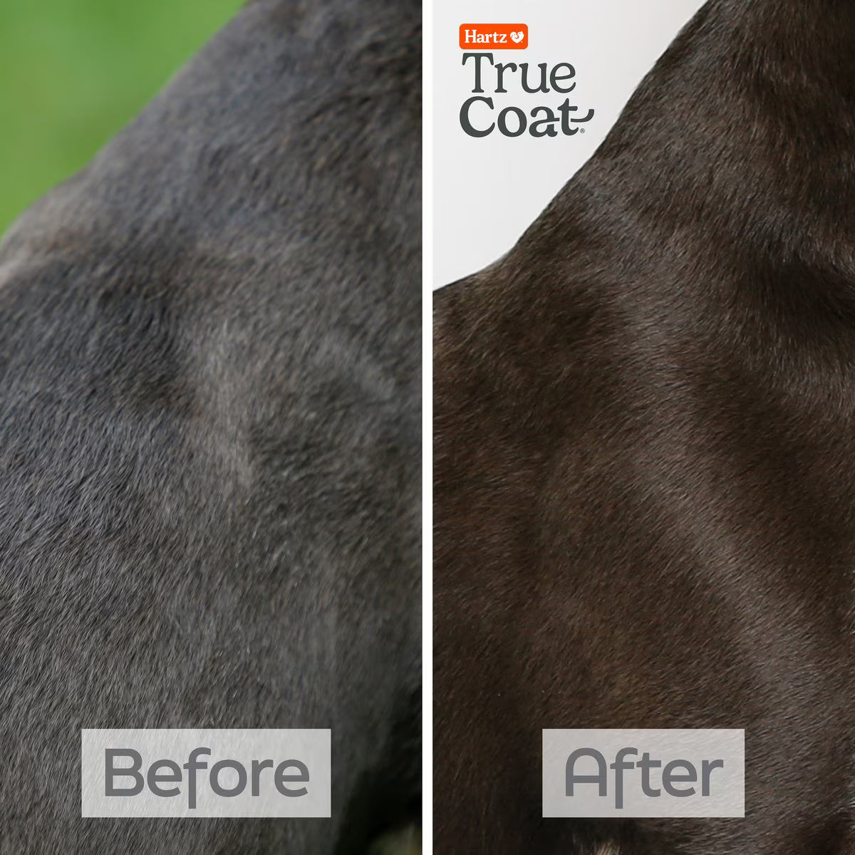 Hartz True Coat Short & Smooth Soothes & Shines with Oat Milk, Coconut Oil & Vitamin E Dog Shampoo, 16-fl oz bottle