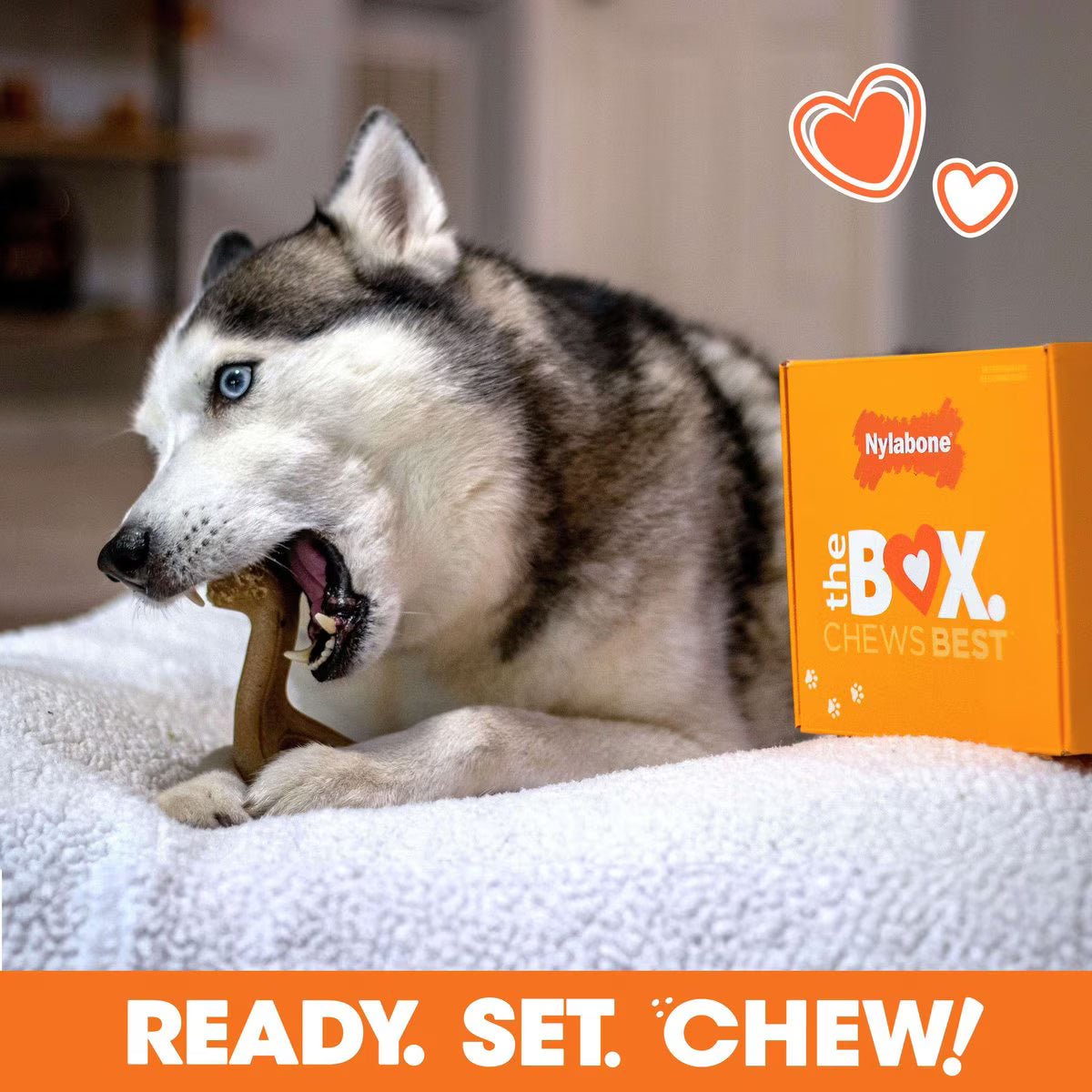 Nylabone The Box Chew Toy & Treat Gift Box for Large Dogs