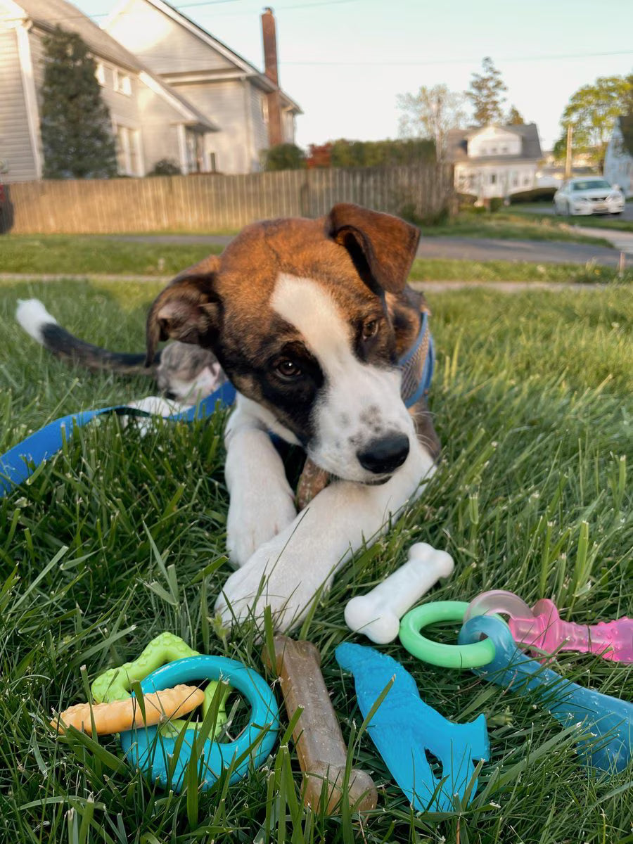 Nylabone Puppy Starter Pack Chew Toys & Treat Variety, Small, 6 count