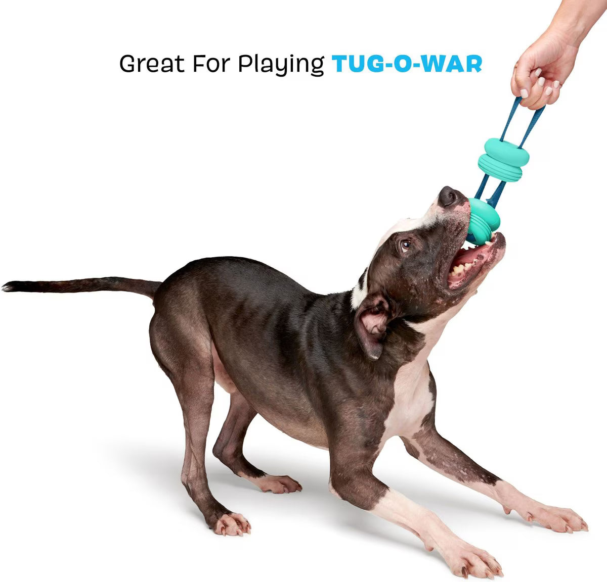 BARK Super Chewer Buoy Tug Floating Tough Dog Tug Toy, Teal